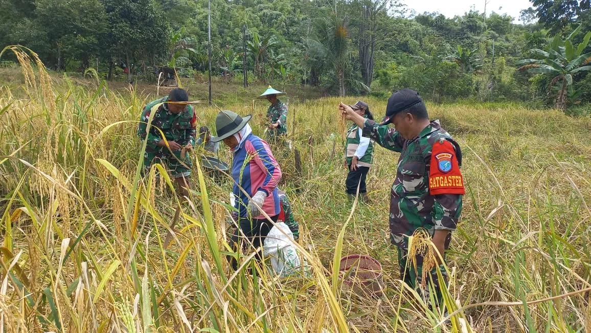 Sinergi di Perbatasan, Personel Koramil Entikong Terjun Langsung ke Sawah, Pacu Semangat Petani Panen Padi