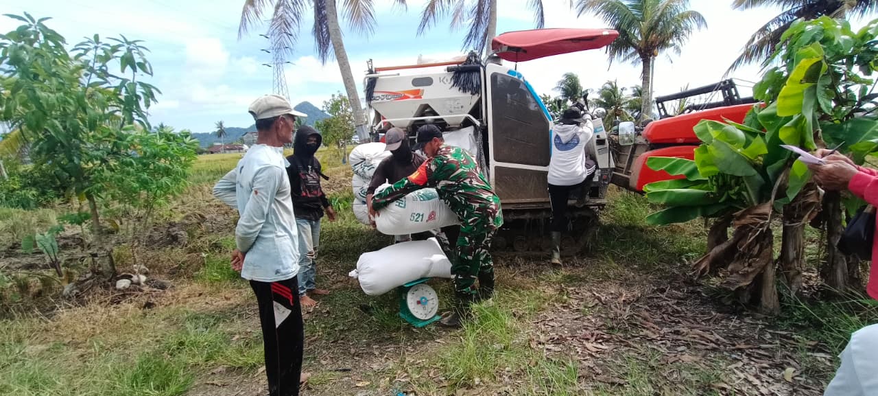 Sinergi Babinsa Kuala dan PPL, Modernisasi Panen Padi di Singkawang Barat Tekan Potensi Kehilangan Hasil